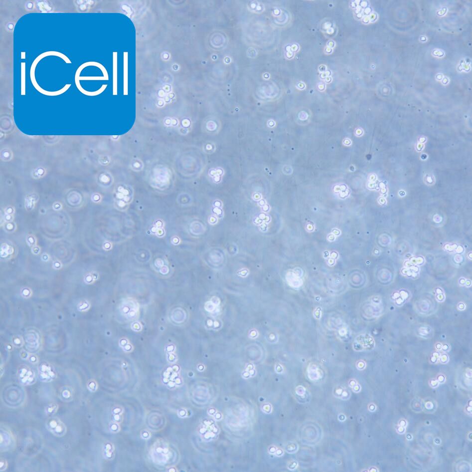 BALL-1 人B淋巴细胞白血病细胞/STR鉴定/镜像绮点（Cellverse）