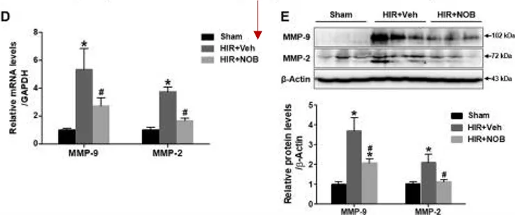 五分钟文献解读之《Nobiletin通过激活SIRT-1/FOXO3a介导的自噬和线粒体生物发生改善肝缺血再灌注损伤》