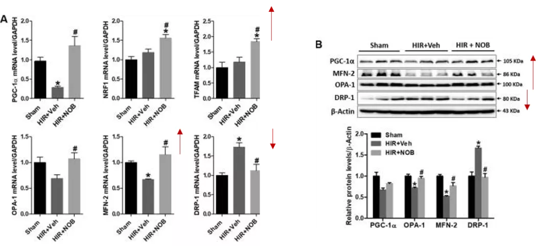 五分钟文献解读之《Nobiletin通过激活SIRT-1/FOXO3a介导的自噬和线粒体生物发生改善肝缺血再灌注损伤》