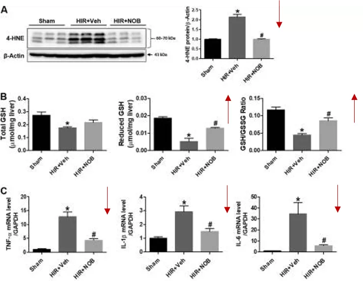 五分钟文献解读之《Nobiletin通过激活SIRT-1/FOXO3a介导的自噬和线粒体生物发生改善肝缺血再灌注损伤》