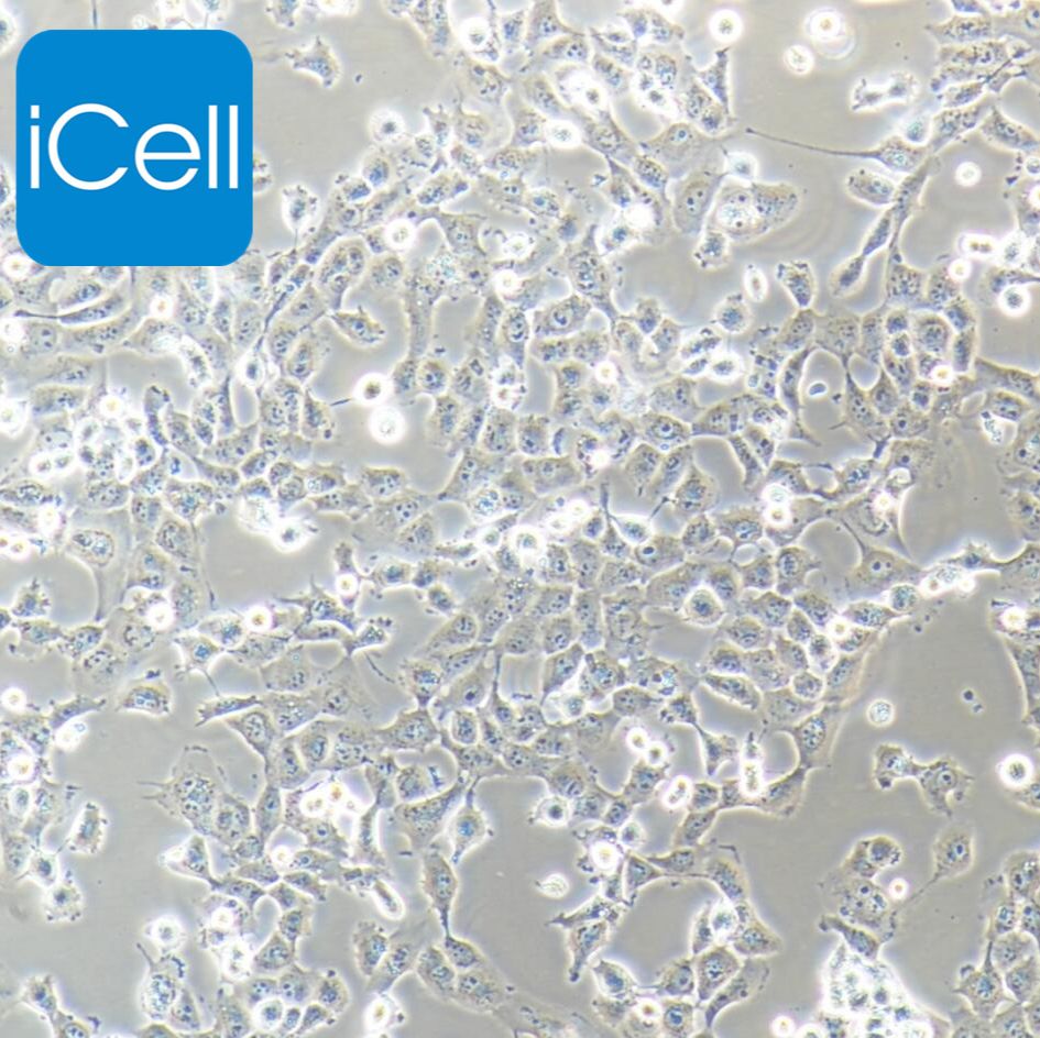 NCI-H1299 人非小细胞肺癌细胞/STR鉴定