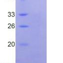 WNT1诱导信号通道蛋白2(WISP2)重组蛋白(多属种)