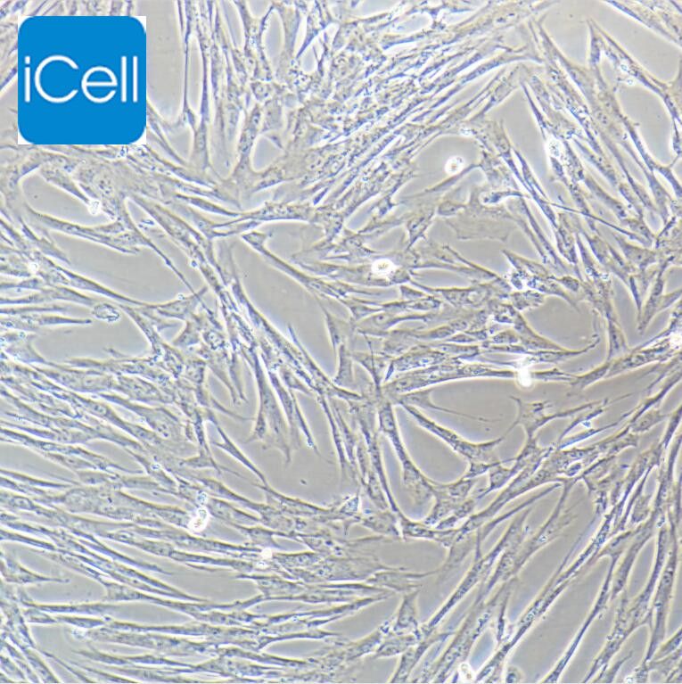 IMR-90 人胚肺成纤维细胞/STR鉴定/镜像绮点（Cellverse）