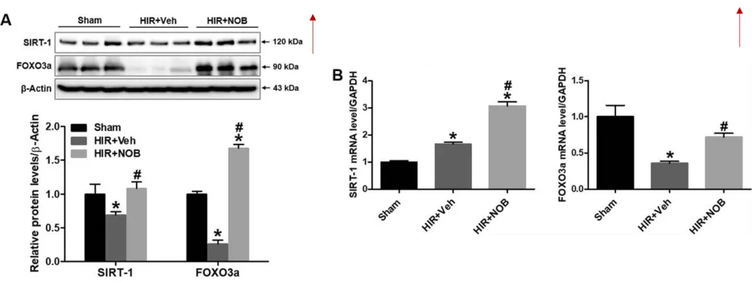 五分钟文献解读之《Nobiletin通过激活SIRT-1/FOXO3a介导的自噬和线粒体生物发生改善肝缺血再灌注损伤》