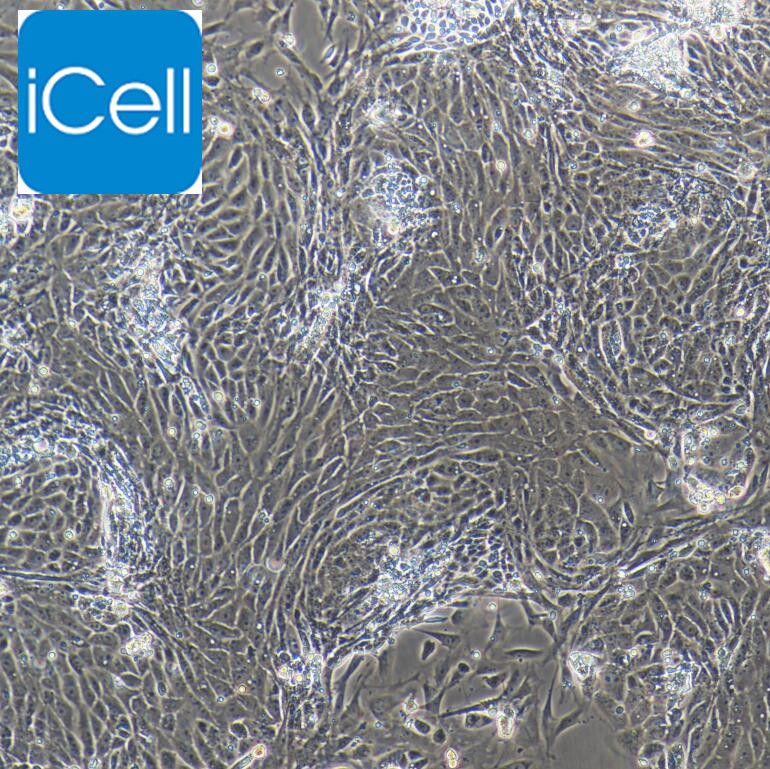大鼠口腔黏膜上皮细胞/免疫荧光鉴定/镜像绮点（Cellverse）