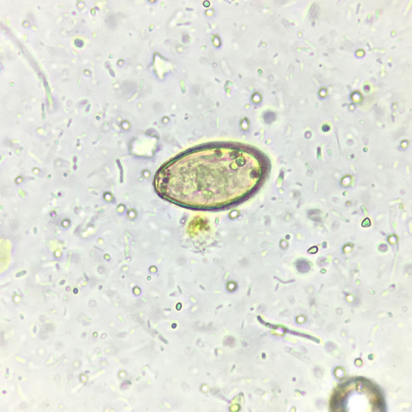 阿狄科®粪便弹性酶检测试剂盒（酶联免疫法）（1点校准）