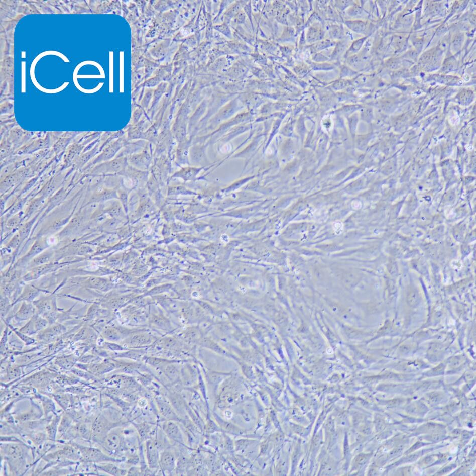 C3H/10T1/2 Clone 8 小鼠胚胎成纤维细胞/STR鉴定/镜像绮点（Cellverse）
