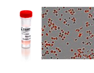 十大免疫学细胞实验，如此简单！