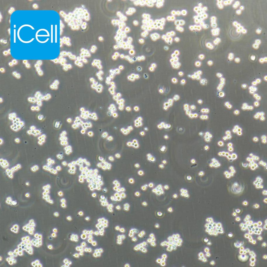 Ana-1 小鼠巨噬细胞 STR鉴定 镜像绮点（Cellverse）