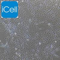 鼠脑微血管内皮细胞 | 脑微血管内皮细胞 | 小鼠脑微血管内皮细胞 | 免疫荧光鉴定/镜像绮点生物