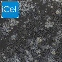 大鼠视网膜微血管内皮细胞/免疫荧光鉴定