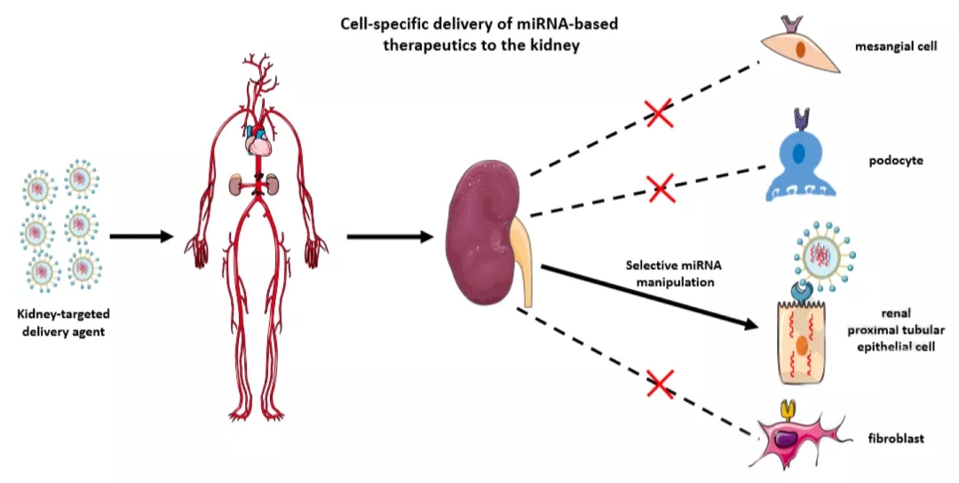 miRNA新研究进展盘点（20211119）