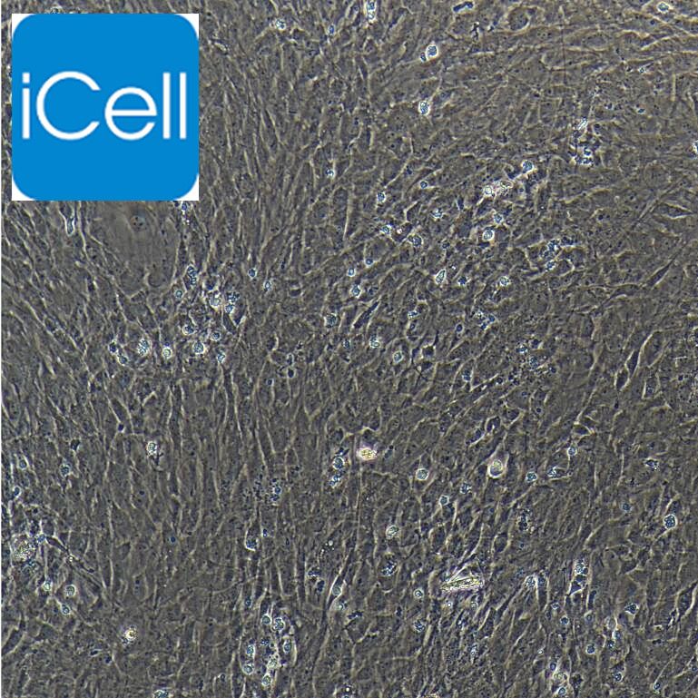 大鼠成骨细胞/免疫荧光鉴定//镜像绮点（Cellverse）