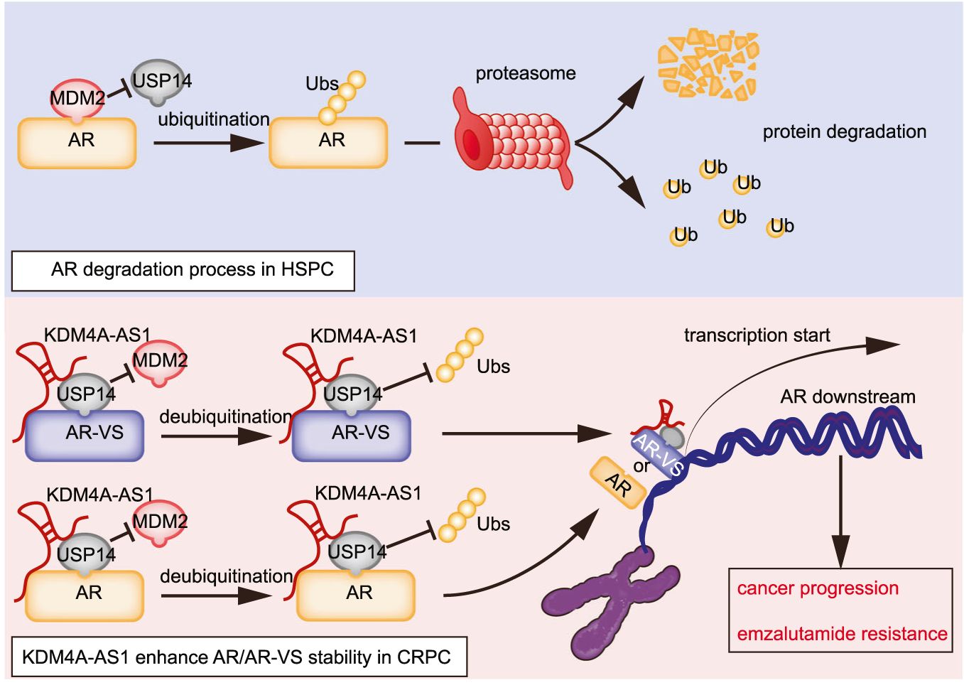 Nature子刊丨靶向lncRNA KDM4A-AS1的ASO药物是治疗恩杂鲁胺耐药的CRPC的潜在靶点