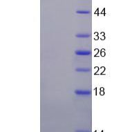 低氧诱导因子2α(HIF2a)重组蛋白(多属种)
