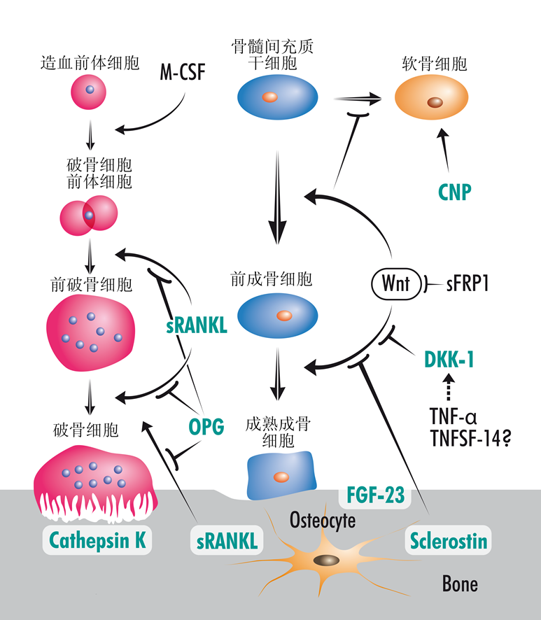 大/小鼠FGF-23（全段）检测试剂盒（酶联免疫法）