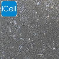 大鼠牙髓干细胞/免疫荧光鉴定