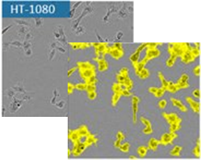 十大免疫学细胞实验，如此简单！
