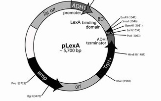 常用的细菌质粒类型有哪些