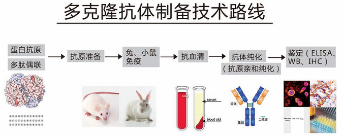 多克隆抗体的制备技术指南