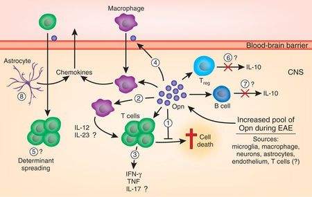 阿狄科®骨桥蛋白检测试剂盒(酶联免疫法)