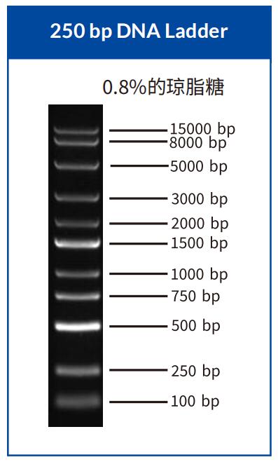 250 bp DNA Ladder/核酸电泳系列试剂/独特研