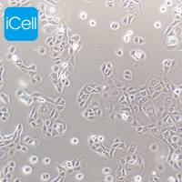 A-704 人肾癌细/STR鉴定/镜像绮点（Cellverse）