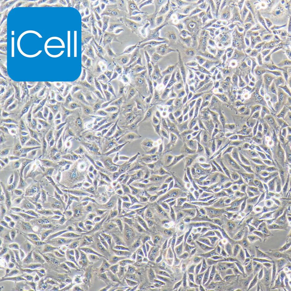 F56 人腺癌细胞系 STR鉴定 赛百慷（iCell）