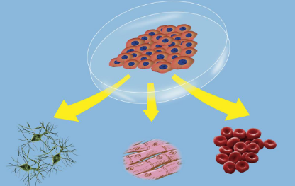 有关细胞衰老检测具体过程