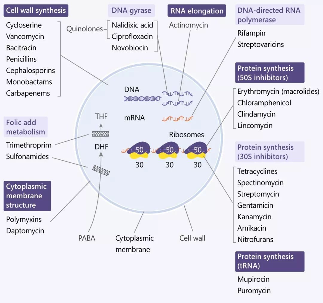 如何区分抗真菌、细菌化合物库、抑制剂？