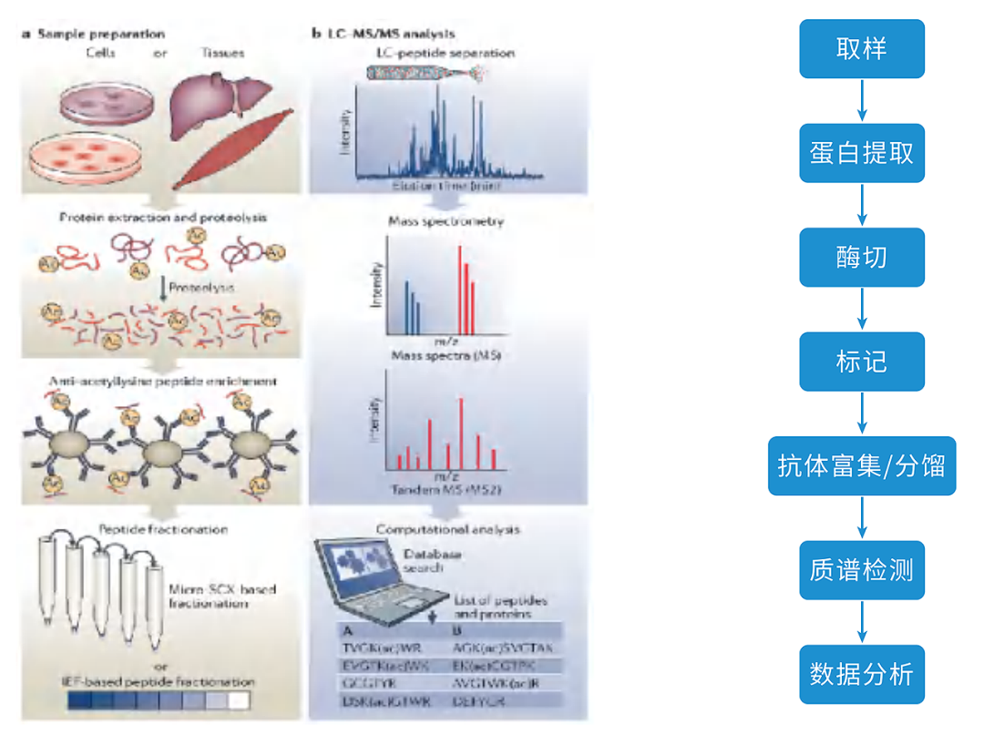 技术介绍 | 乙酰化修饰蛋白组学
