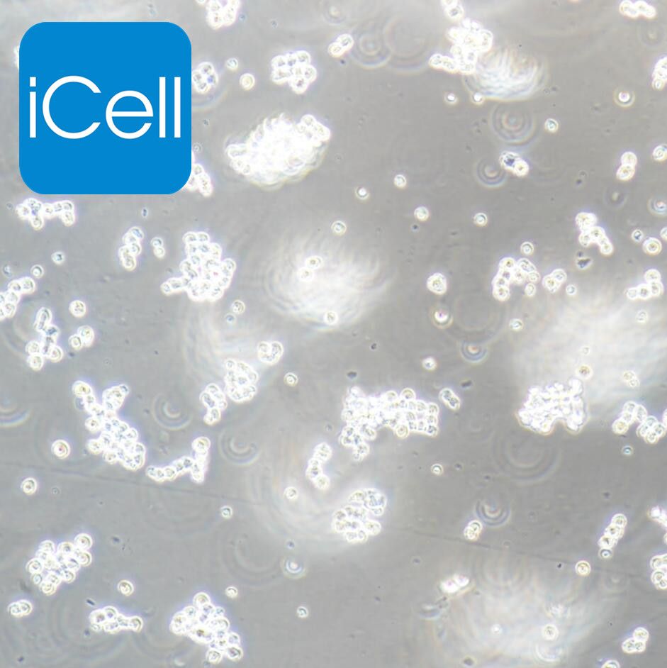 COLO320 HSR 人结直肠腺癌细胞/STR鉴定/镜像绮点（Cellverse）