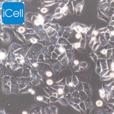 BT-B 人膀胱癌细胞/STR鉴定/镜像绮点（Cellverse）