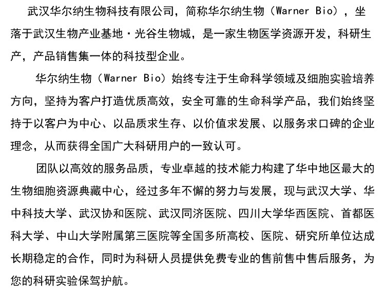 小鼠角膜内皮细胞