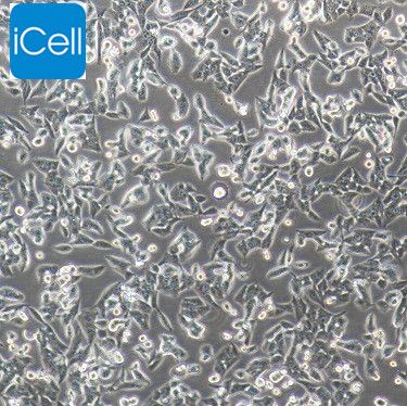 RM-1 小鼠前列腺癌细胞/镜像绮点（Cellverse）