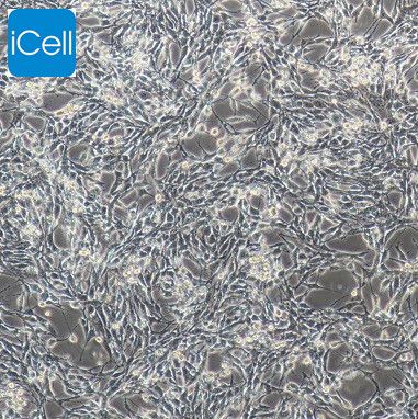 4T1 小鼠乳腺癌细胞/种属鉴定/镜像绮点（Cellverse）