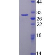 密封蛋白(OCLN)重组蛋白(多属种)