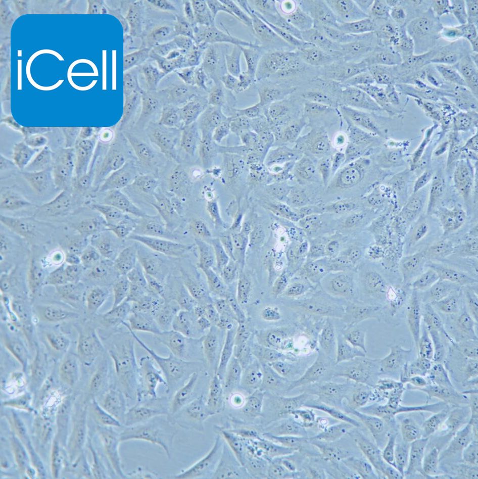 AC16 心肌细胞/STR鉴定/镜像绮点（Cellverse）