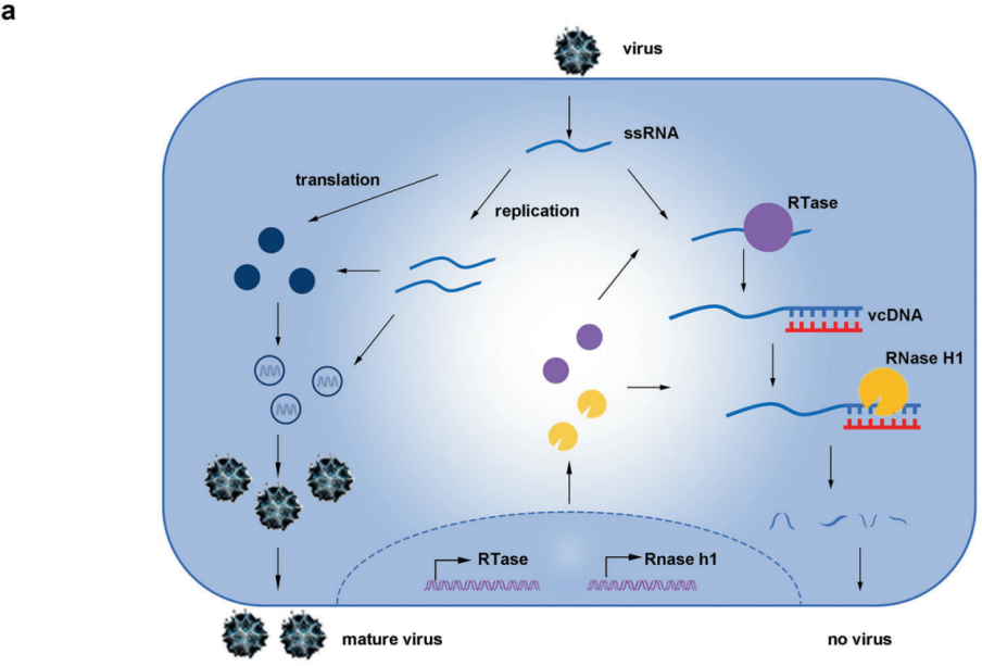 胚胎干细胞中内源性逆转录酶和核糖核酸酶介导的抗病毒机制