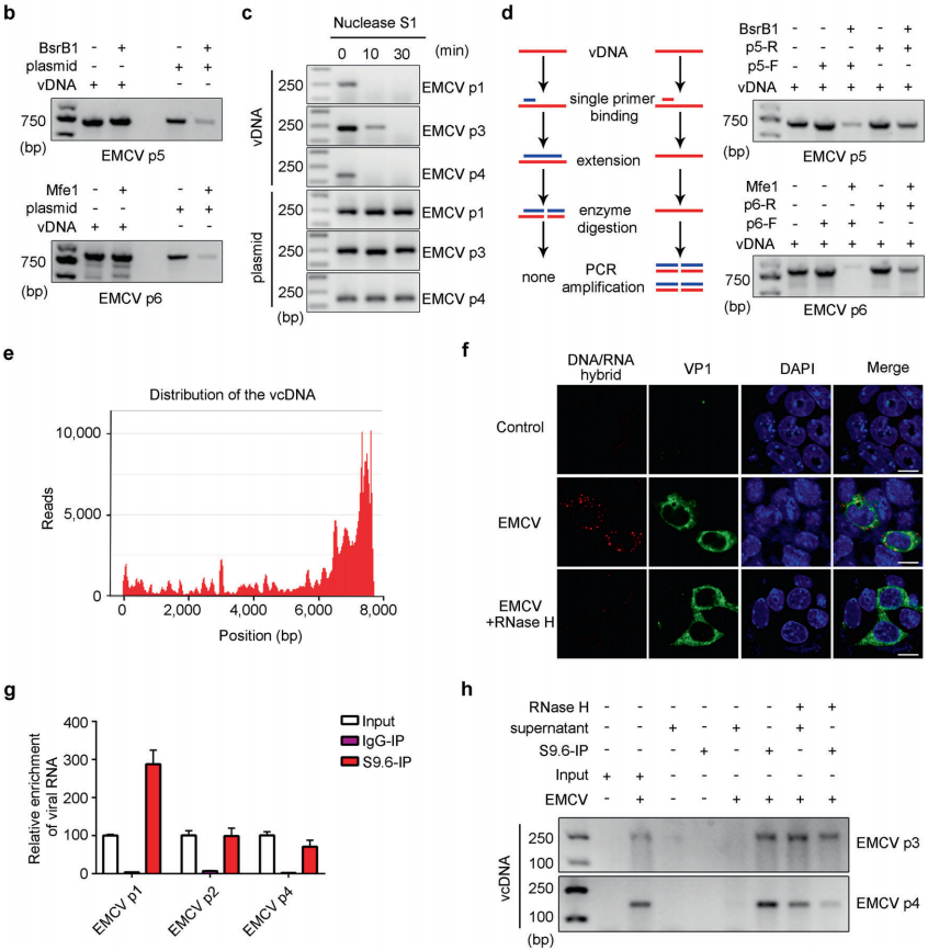 胚胎干细胞中内源性逆转录酶和核糖核酸酶介导的抗病毒机制