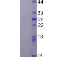 白介素21(IL21)重组蛋白(多属种)