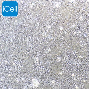 AML12 小鼠肝细胞/种属鉴定/赛百慷（iCell）