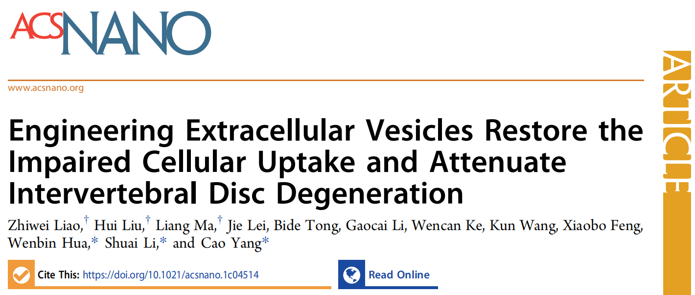 工程化外泌体修复受损细胞内吞作用并减轻椎间盘退变