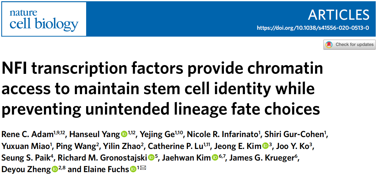 转录因子保持染色质开放维持干细胞干性