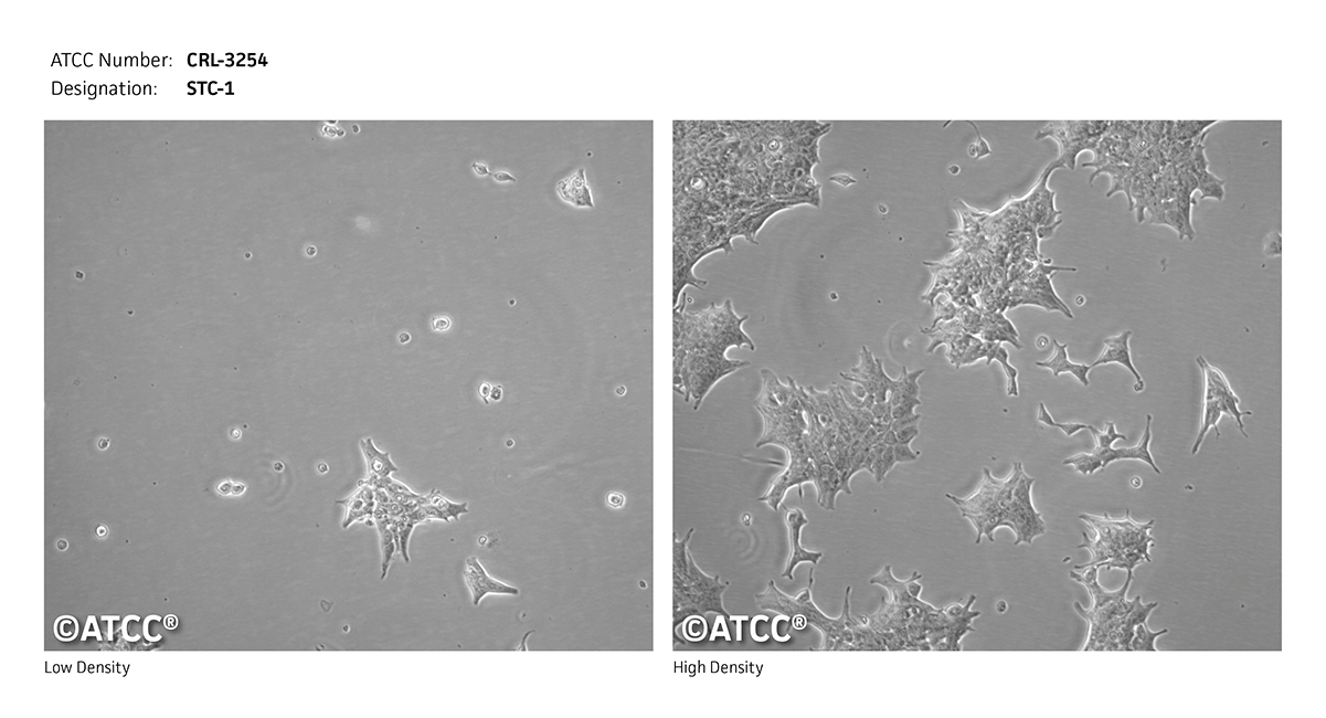 STC-1小鼠小肠内分泌细胞