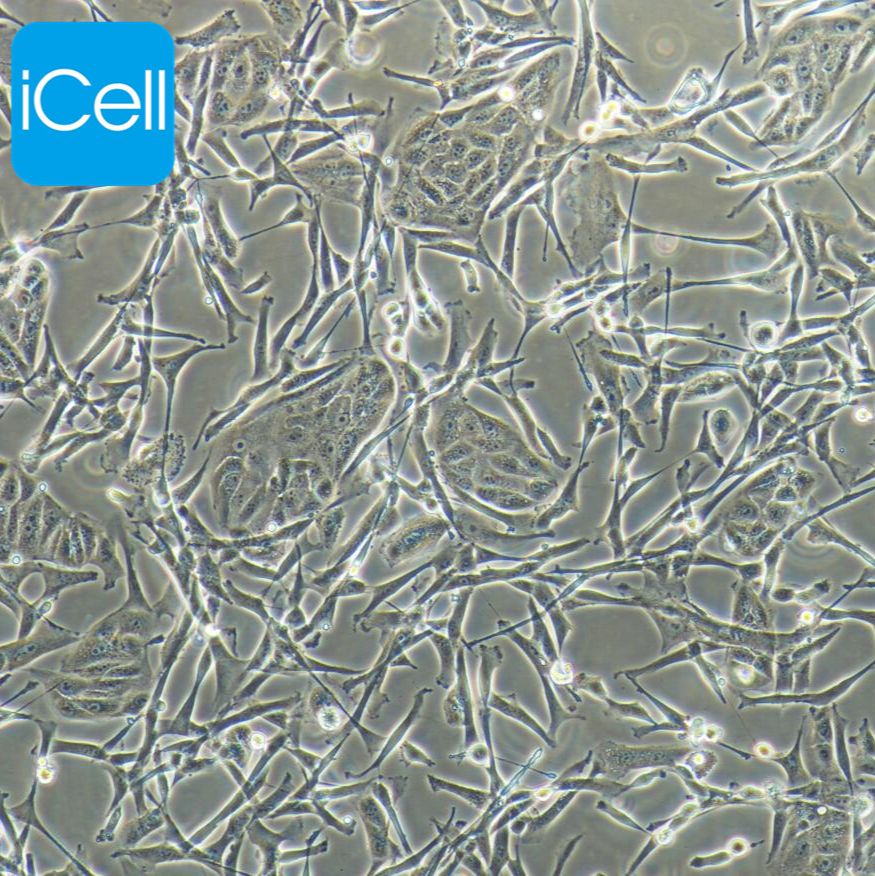 MDBK NBL-1 牛肾细胞/种属鉴定/镜像绮点（Cellverse）