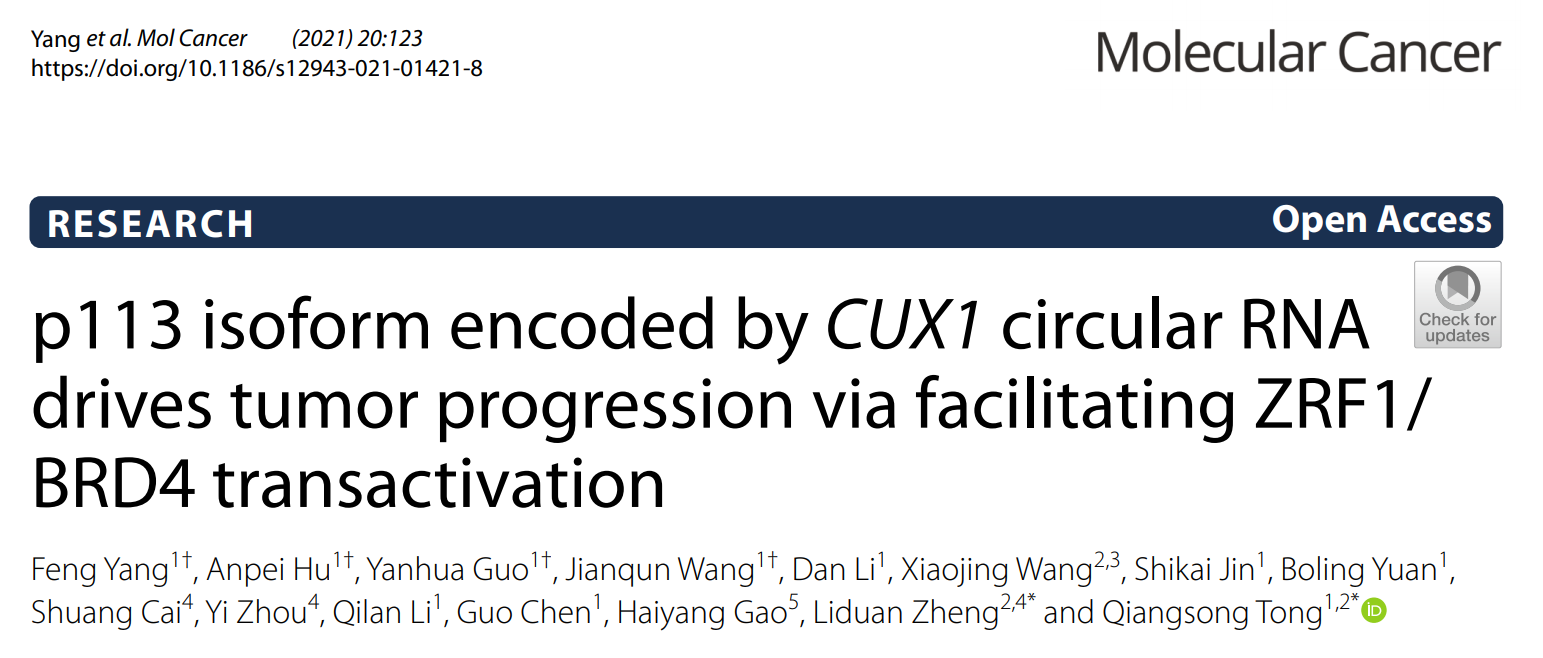 circRNA编码蛋白也能调控转录？p113结合ZRF1/BRD4促进癌症进程