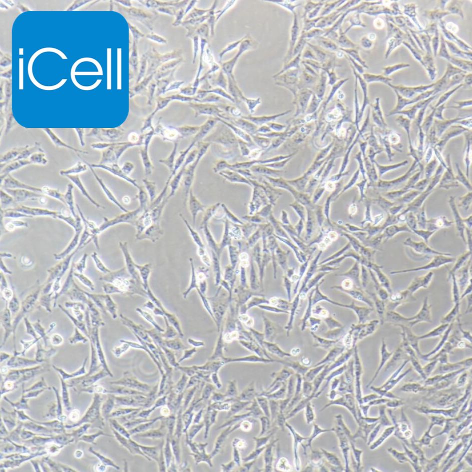 DI TNC1 大鼠脑间质细胞/STR鉴定/镜像绮点（Cellverse）