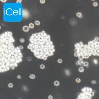 GH3 大鼠垂体瘤细胞/STR鉴定/镜像绮点(Cellverse)