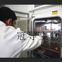 Mero-83 Cell;Mero-83细胞系(STR鉴定图谱